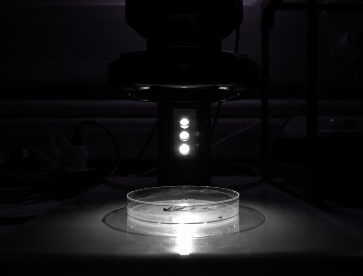 Bio-inspired engineering concept